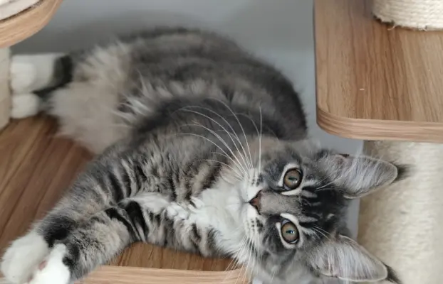 Kotka Kimi Maine coon 2