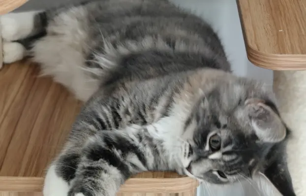 Kotka Kimi Maine coon 3