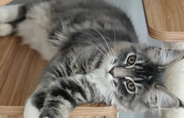 Kotka Kimi Maine coon 4