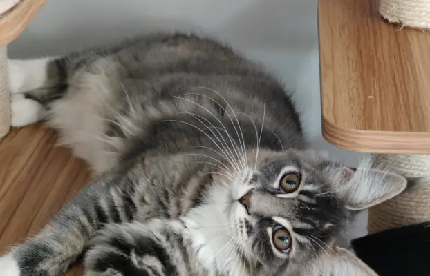 Kotka Kimi Maine coon 5