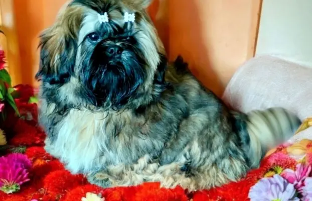 Shih tzu FCI piesek 1