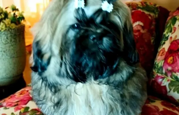 Shih tzu FCI piesek 2