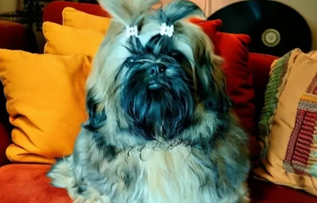 Shih tzu FCI piesek 3