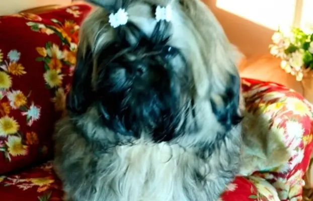 Shih tzu FCI piesek 4