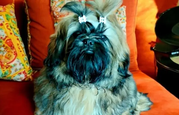 Shih tzu FCI piesek 5