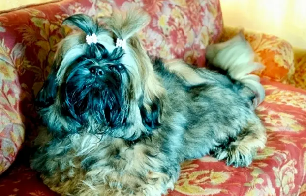 Shih tzu FCI piesek 6
