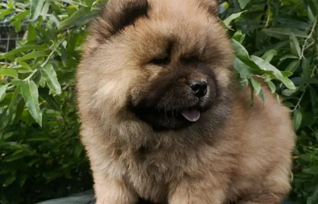 Wzorcowe Chow Chow Czał Czał piękny exterrier rodzice FCI 2