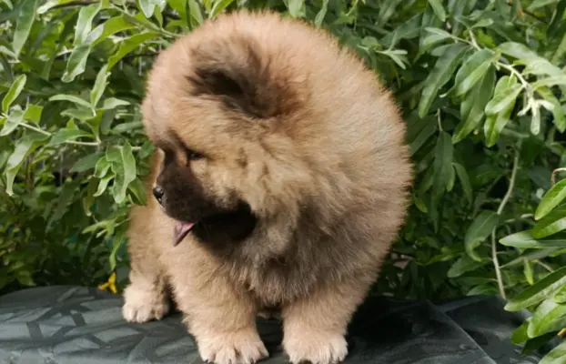 Wzorcowe Chow Chow Czał Czał piękny exterrier rodzice FCI 3