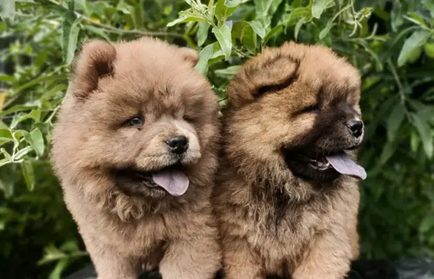 Wzorcowe Chow Chow Czał Czał piękny exterrier rodzice FCI 4