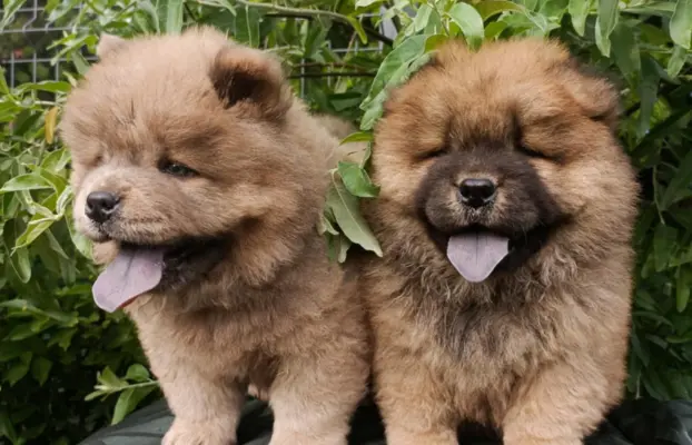 Wzorcowe Chow Chow Czał Czał piękny exterrier rodzice FCI 5