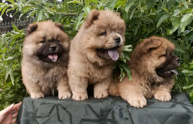 Wzorcowe Chow Chow Czał Czał piękny exterrier rodzice FCI 1