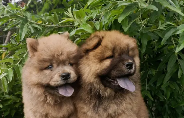 Wzorcowe Chow Chow Czał Czał piękny exterrier rodzice FCI 6