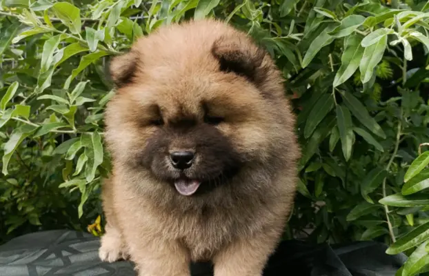 Wzorcowe Chow Chow Czał Czał piękny exterrier rodzice FCI 7