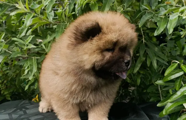 Wzorcowe Chow Chow Czał Czał piękny exterrier rodzice FCI 8