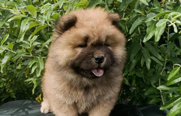 Wzorcowe Chow Chow Czał Czał piękny exterrier rodzice FCI 9
