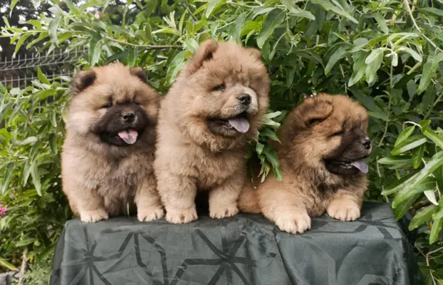 Wzorcowe Chow Chow Czał Czał piękny exterrier rodzice FCI 10