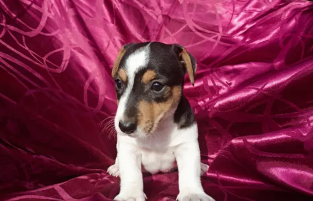 Wzorcowe Jack Russell terrier piękny exterrier gładkie 2