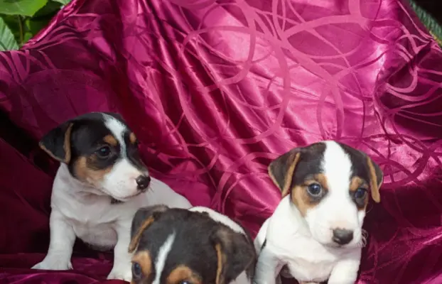 Wzorcowe Jack Russell terrier piękny exterrier gładkie 3