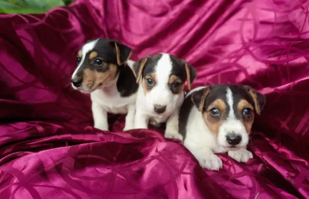Wzorcowe Jack Russell terrier piękny exterrier gładkie 1