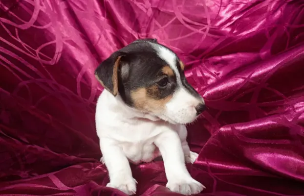 Wzorcowe Jack Russell terrier piękny exterrier gładkie 4