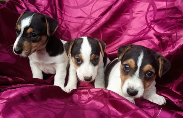 Wzorcowe Jack Russell terrier piękny exterrier gładkie 5