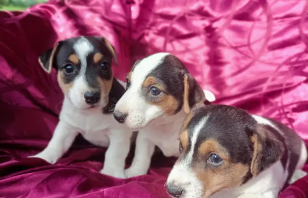 Wzorcowe Jack Russell terrier piękny exterrier gładkie 6