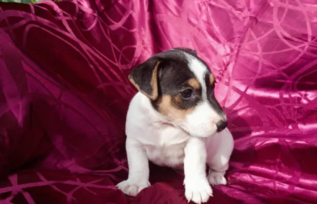Wzorcowe Jack Russell terrier piękny exterrier gładkie 7