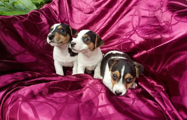 Wzorcowe Jack Russell terrier piękny exterrier gładkie 8