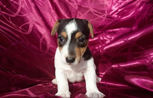 Wzorcowe Jack Russell terrier piękny exterrier gładkie 9