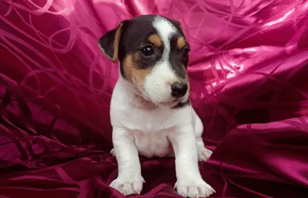 Wzorcowe Jack Russell terrier piękny exterrier gładkie 10