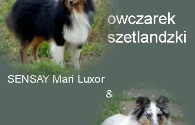 Owczarek szetlandzki piesek bi merle 4