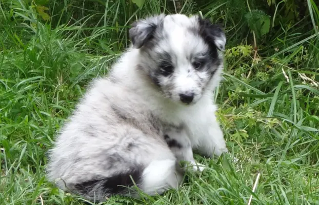 Owczarek szetlandzki piesek bi merle 2