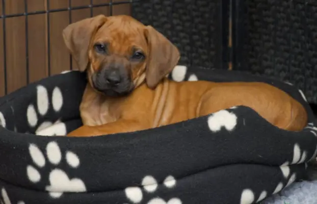 BREGO piesek Rhodesian Ridgeback o wspaniałym charakterze. 1