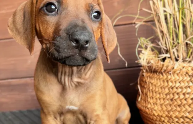 BREGO piesek Rhodesian Ridgeback o wspaniałym charakterze. 3