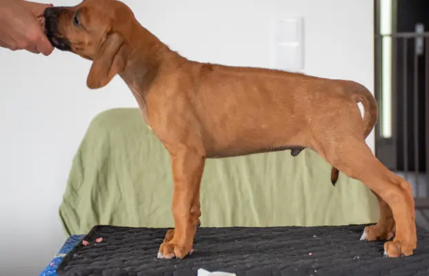 BREGO piesek Rhodesian Ridgeback o wspaniałym charakterze. 2