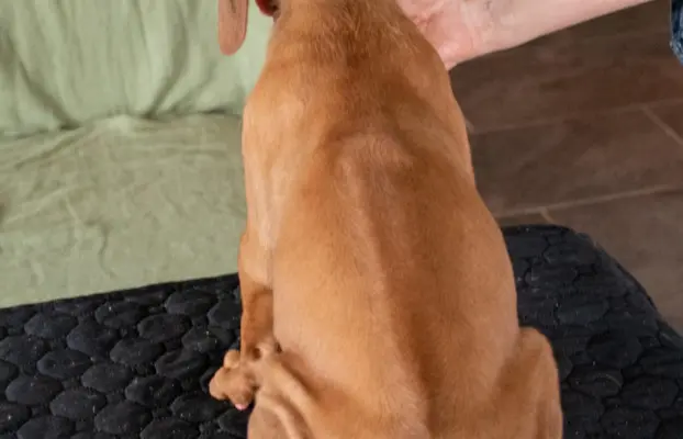 BREGO piesek Rhodesian Ridgeback o wspaniałym charakterze. 4