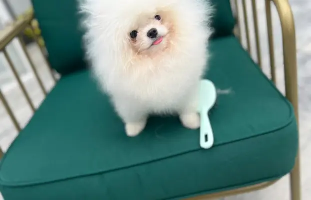 Cudowny Pomeranian szpic mini Herkules boy 1