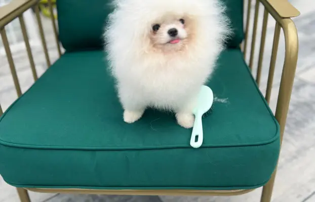 Cudowny Pomeranian szpic mini Herkules boy 2