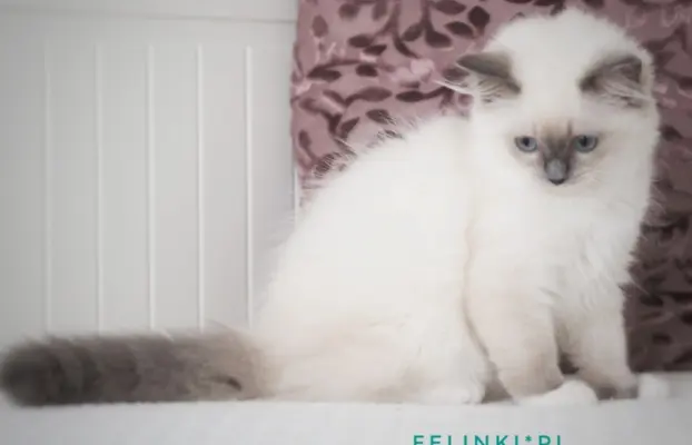 Piękny kocurek Ragdoll 1
