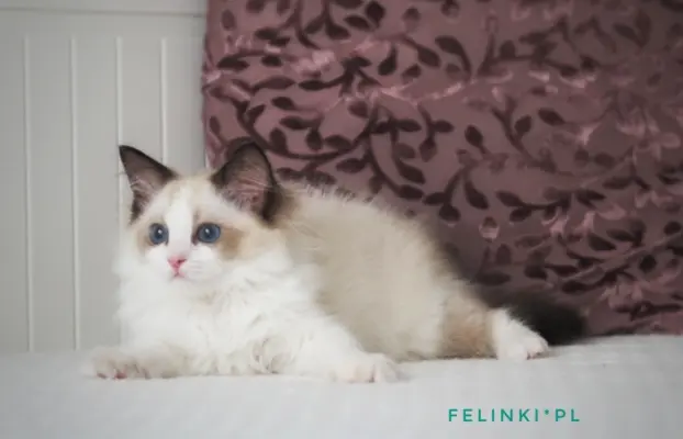 Piękny kocurek Ragdoll 3