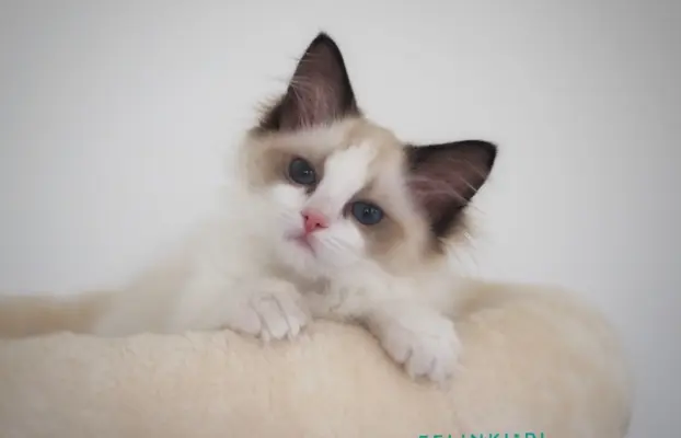 Piękny kocurek Ragdoll 4