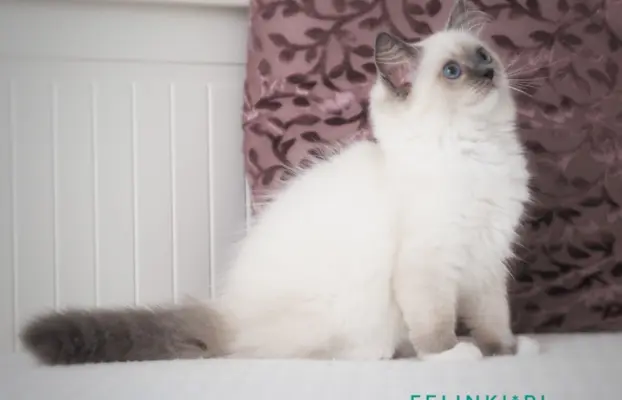 Piękny kocurek Ragdoll 2