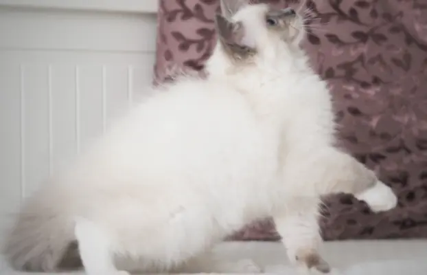 Piękny kocurek Ragdoll 7