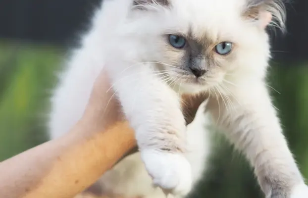 Piękny kocurek Ragdoll 5
