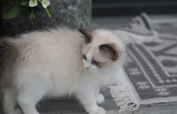 Piękny kocurek Ragdoll 6