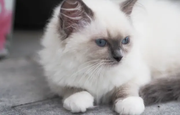 Piękny kocurek Ragdoll 8