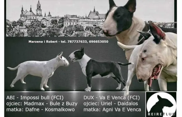 Bulteriery ZKwP / FCI Lublin 1