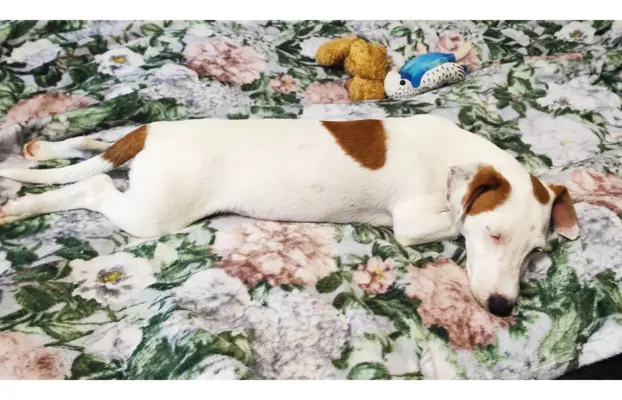 Jack Russell Terrier–wierny,sprytny,gotowy na nowe przygody. 1