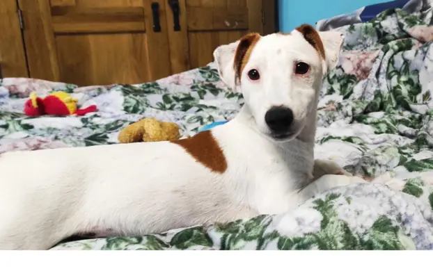 Jack Russell Terrier–wierny,sprytny,gotowy na nowe przygody. 2