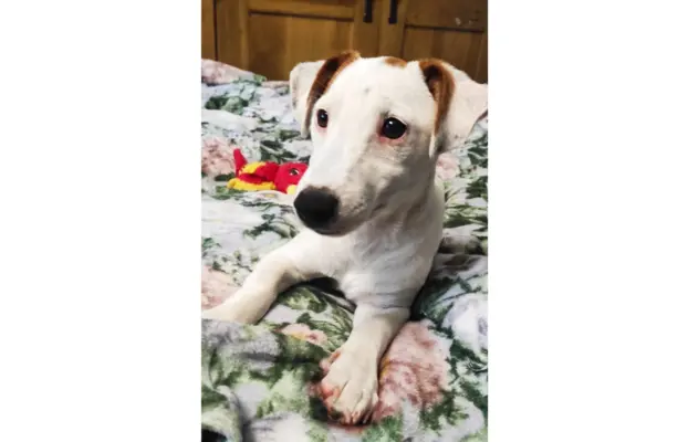 Jack Russell Terrier–wierny,sprytny,gotowy na nowe przygody. 3